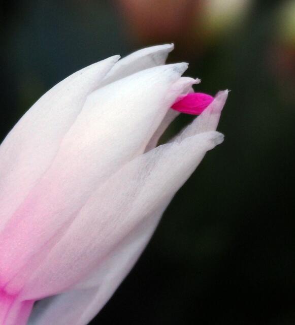 als wird die kleine rote Blüte zart von Fingern geschützt