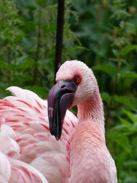 Rosaflamingo !