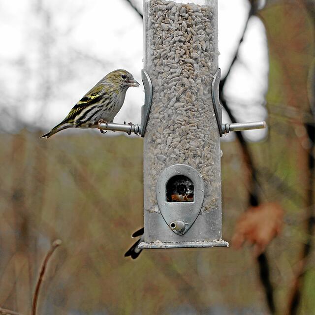 "Oh wie schön, hab dich schon lange erwartet! Endlich sehe ich wieder mal einen Erlenzeisig!" "Wenn schon, bitte Erlenzeisigdame!" "Jawohl Madam, herzlich willkommen!"