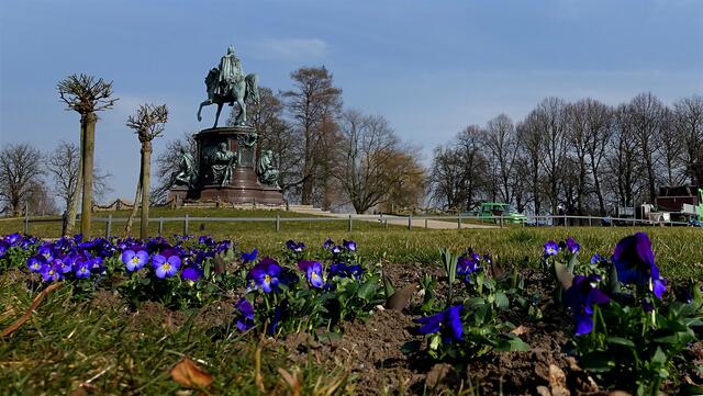 Stiefmütterchenbeete im Schlossgarten, im Hintergrund das Reiterdenkmal, das an Großherzog Friedrich Franz II. erinnert. Foto: Helmut Kuzina