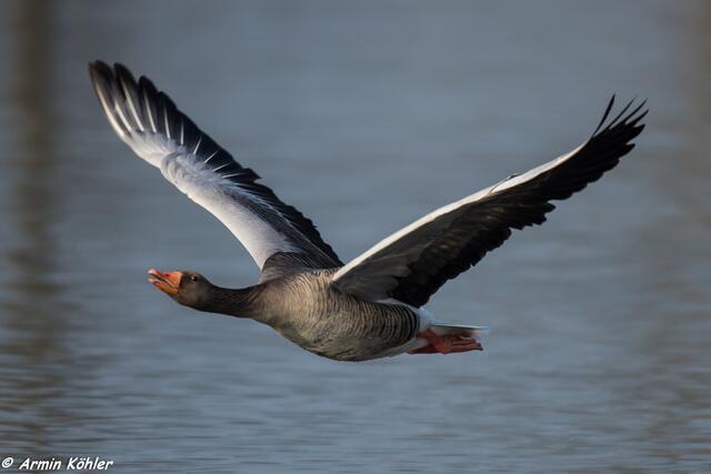 im Flug