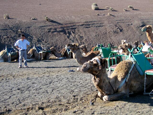 Die Kamelkaravane, beliebte Touristenattraktion. Tag für Tag wartet sie auf Kundschaft für einen Trip im Nationalpark Timanfaya