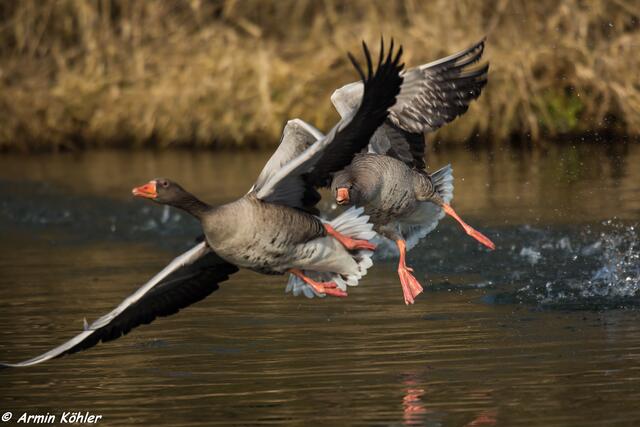 Wilde Jagd