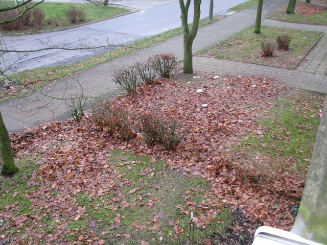 Laub im Januar 2015