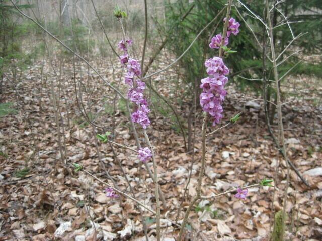 der geschützte Seidelbast