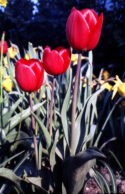 Tulpen
