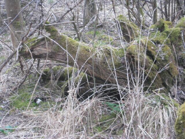 Ungeheuer waren auch da .....