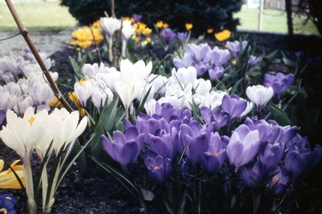 Krokusse