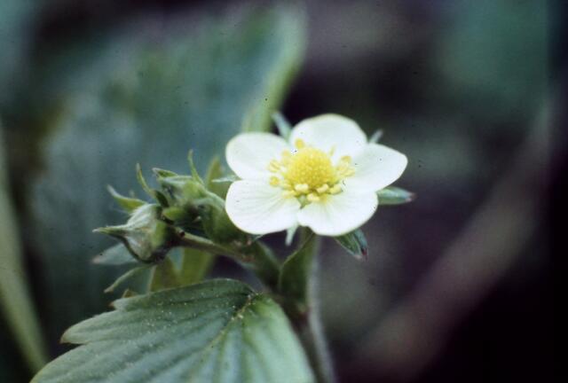 Erdbeerblüte