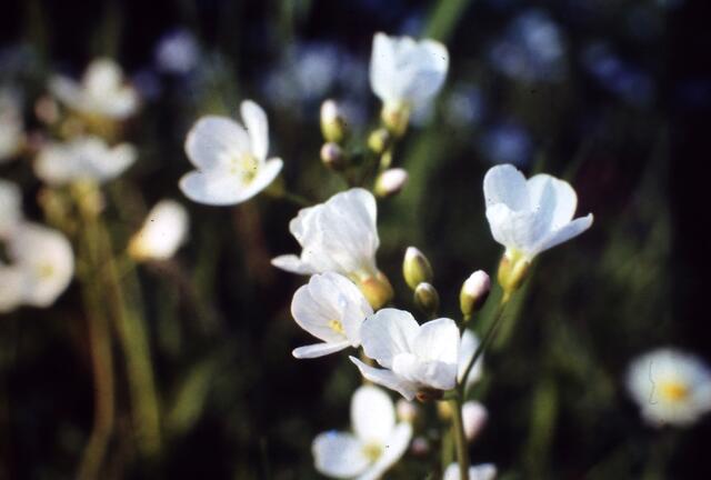 Wiesenschaumkraut
