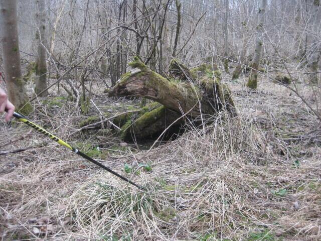 ein Schnecken-Dinosauerier????