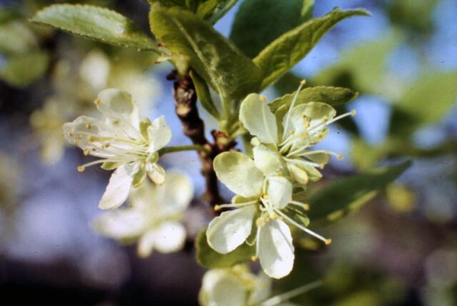 Birnblüte