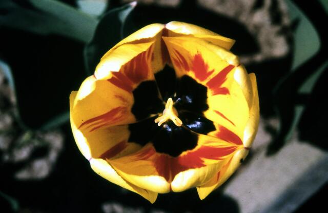 Tulpe geflammt