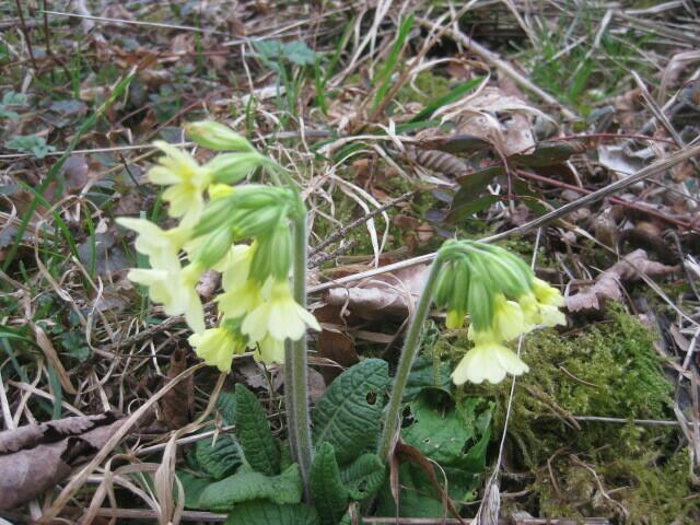 Schlüsselblumen spitzeln auch schon raus ....