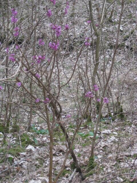 ein umgeknickter Seidelbast ...  wir gaben ERST HILFE ... und stützten ihn ....