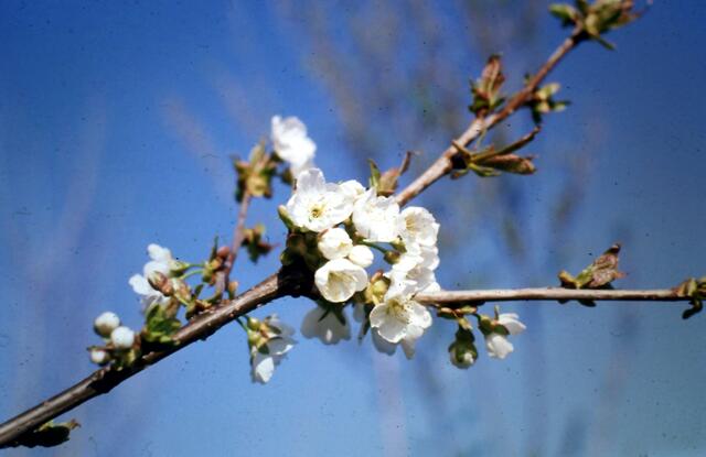 Kirschblüte