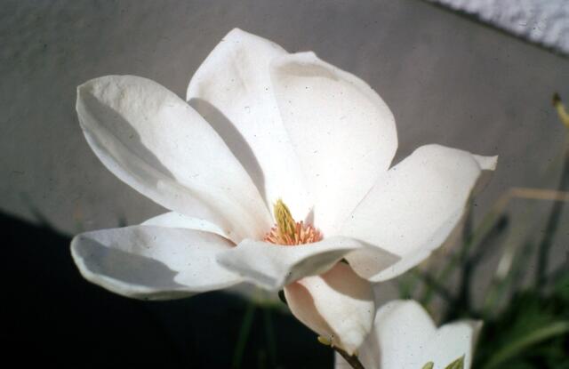 Sternmagnolie