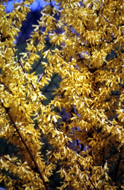 Forsythie