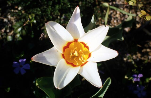 Botanische Tulpe