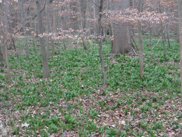Bärlauch in Massen ...