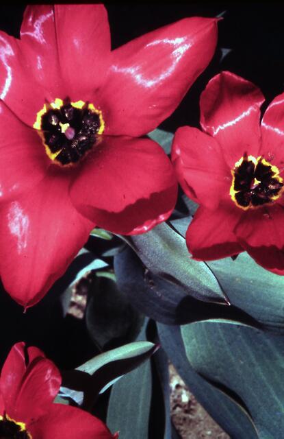 Tulpe rot