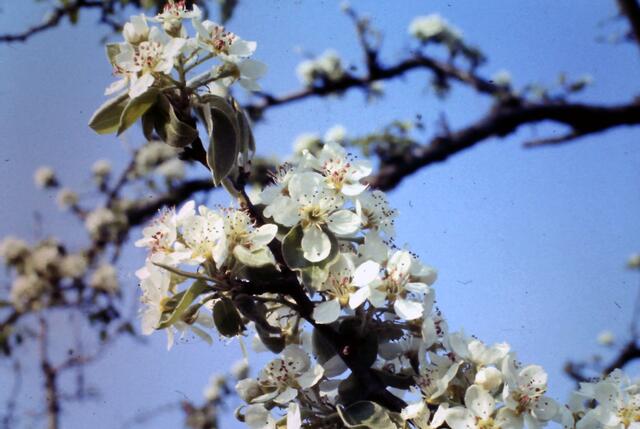 Apfelblüte