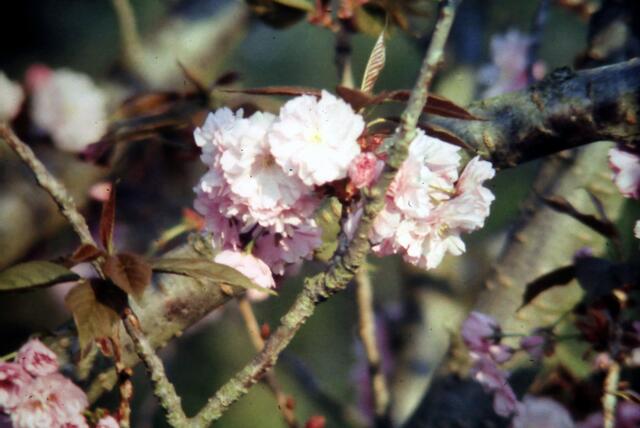 Blutpflaumenblüte