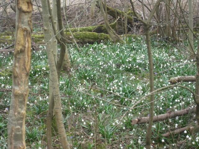 Märzenbecher in Massen ..... so weit das Auge reicht!!