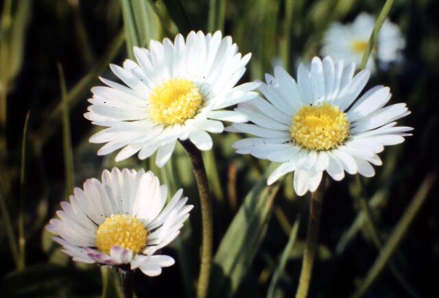 Gänseblümchen