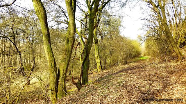 Links des Weges ,zum Bächlein hin, gibt es teilweise ein herrlich wildes Gelände, in dem die Vögel des Waldes ihrem Geschäft nachgehen und trotz des Mülls ihre Lieder zum Besten geben.