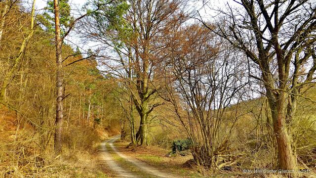 Eine kleine Strecke ohne Müll macht Hoffnung...  aber vor ca. 2 Wochen bin ich diesen Weg hinauf gewandert, dann links abgebogen u. durch den Wald gelaufen bis ich linker Hand die Stadt Bad Wildungen sah. Hier fiel mir auf, daß die Waldarbeiter z.B. Plastik-Absperrband, Seile, Planenteile u.a. Unrat hinterlassen hatten. Ich denke, gerade diese naturverbundenen Menschen sollten dafür Sorge tragen, daß kein Müll im Wald zurück bleibt, der für das Wild zur tödlichen Falle werden kann und die Umwelt schädigt.