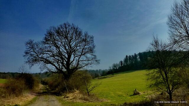 Ehrwürdige alte Eichen am Wegesrand.