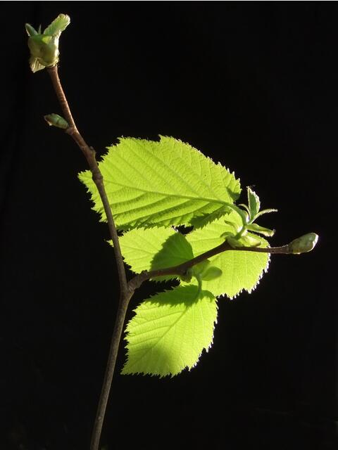 Die ganze Vielfalt, der ganze Reiz, die ganze Schönheit des Lebens besteht aus Schatten und Licht.	
(Leo N. Tolstoi, Lew Tolstoi - Anna Karenina)