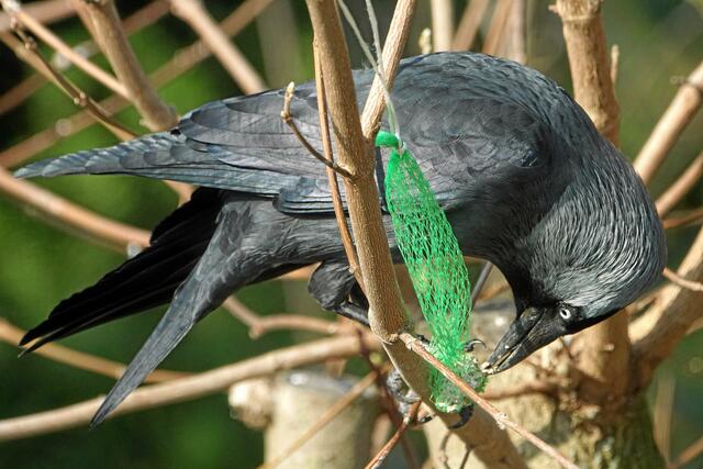 "Du nimmst ja den kleinen Vögeln die letzten Krümel weg!" "Hier hängen doch noch weitere Futternetze an den Ästen!"