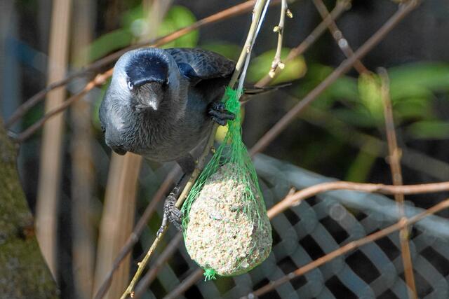 "Hast du denn noch nie eine Graumeise gesehen, ich bin nämlich eine?"