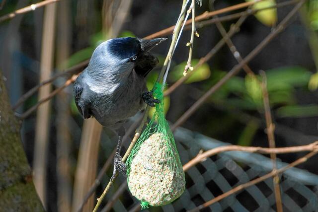 "Also ich sehe hier außer mir nirgendwo eine Meise, weder kleine noch große!"