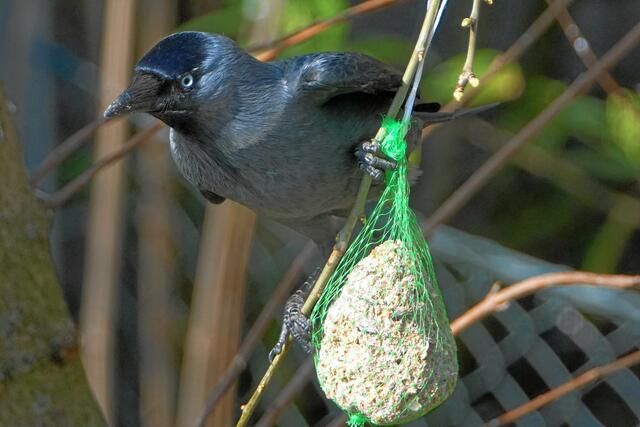 "Weg da, das sind doch Futterkugeln für Meisen!"