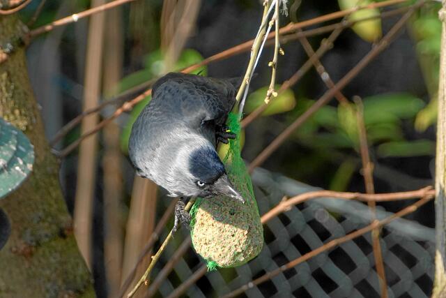 "Hör auf, Meisen sind doch sehr viel kleiner als du!"