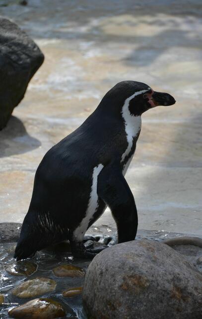 Im Kurpark von Döse gibt es auch eine Pinguinanlage (Foto: Katja Woidtke)
