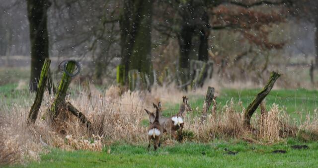 Im Hagel