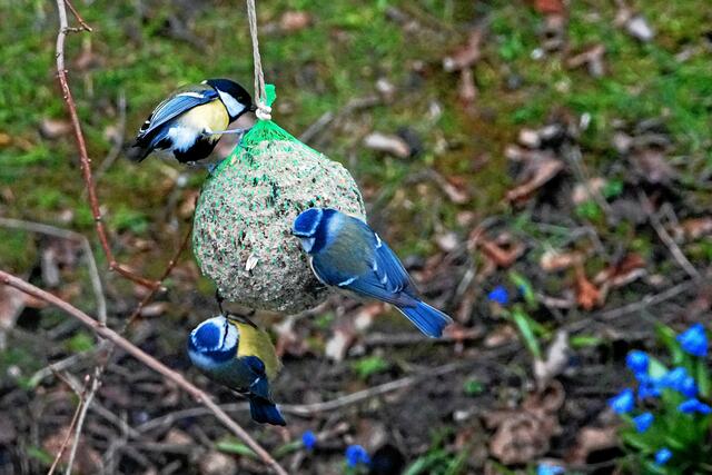 "Schau dir mal den Schwarzkopf an, der will die Kugel ablösen!" "Da ist der Dummkopf doch gut beschäftigt und wir fressen einfach für ihn gleich mit!"