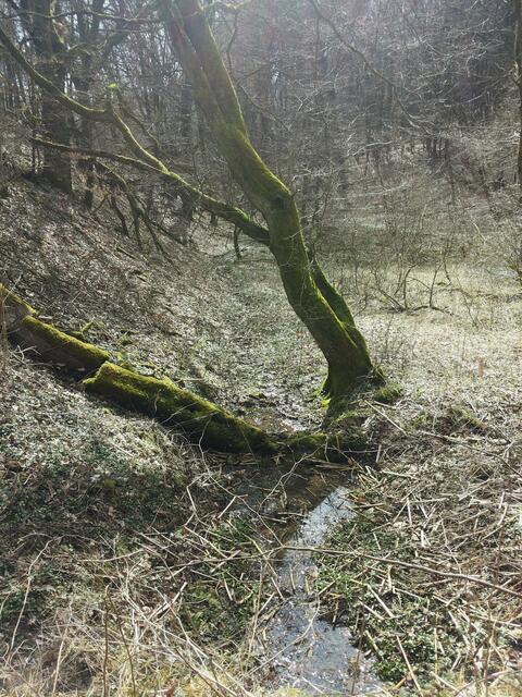 Bächlein