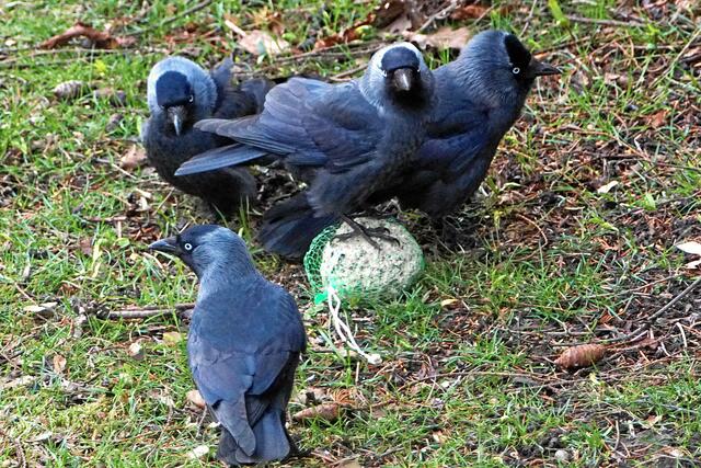 Egoisten können sich hier nicht lange halten. Auf dem nächsten Baum sitzen schon 20 weitere Dohlen, sie krächzen und schreien laut: "Endlich ist Ostern - Attacke!"