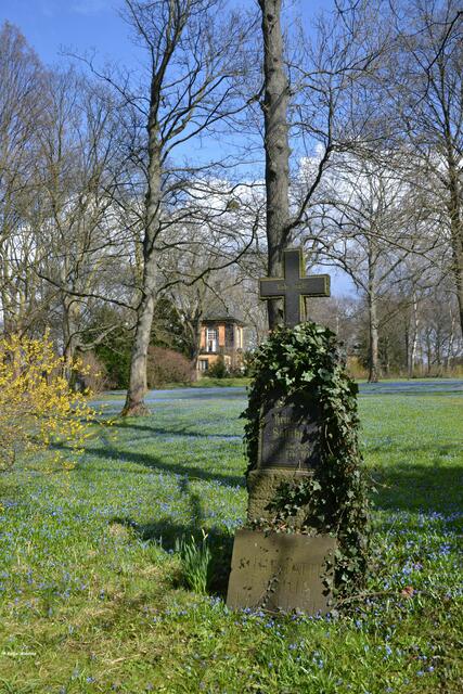 Scillablüte auf dem Bergfriedhof Linden (Foto: Katja Woidtke)