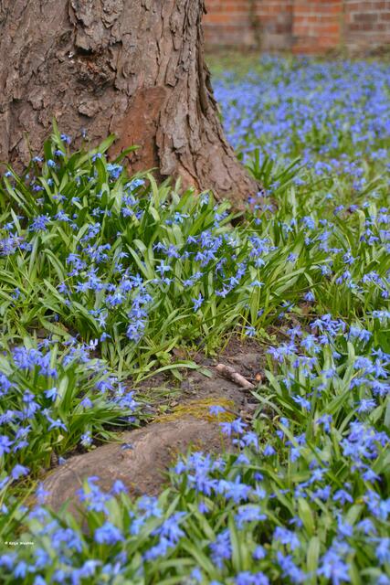 Blaustern auf dem Bergfriedhof Linden (Foto: Katja Woidtke)