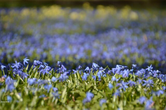 Wie ein blauer Teppich haben sich die Scilla auf dem Bergfriedhof Linden ausgebreitet (Foto: Katja Woidtke)