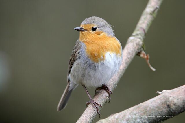 Rotkehlchen beobachte den Futterplatz.