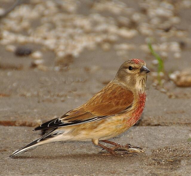 Stolze Präsentation