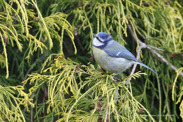 Blaumeise schaut nach seinem Partner