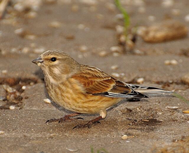 Dem Weibchen fehlt die Rotfärbung